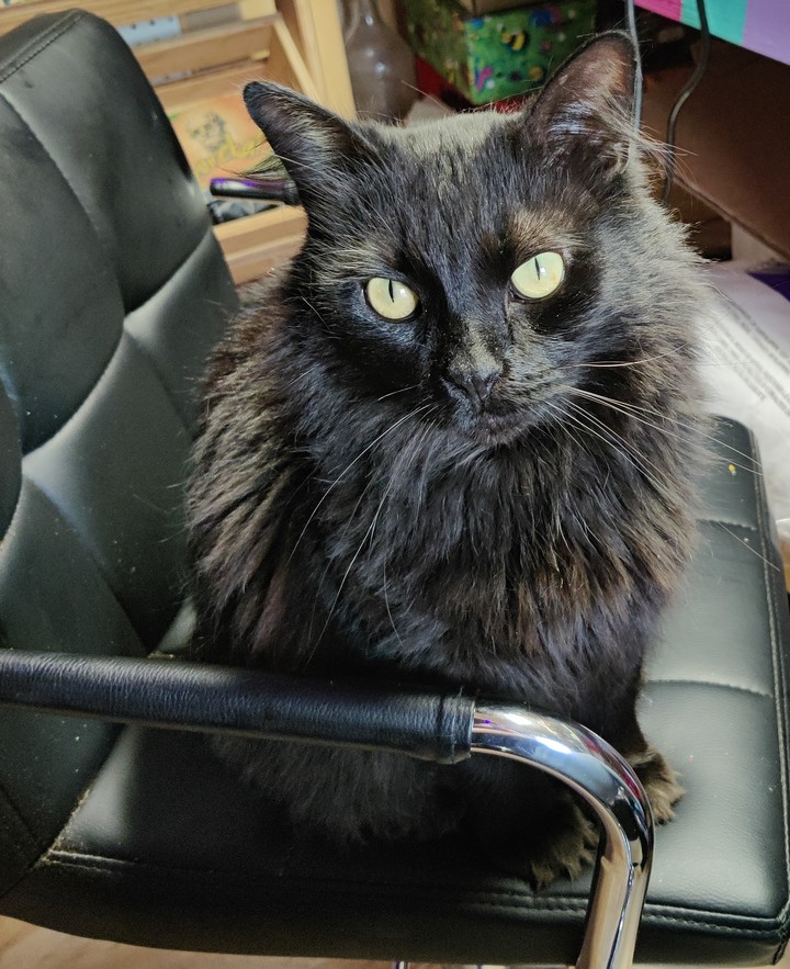 Kitty