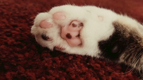 paw