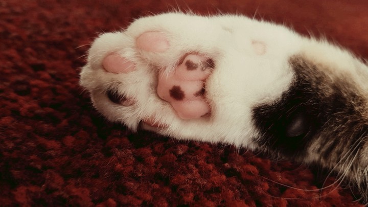 paw