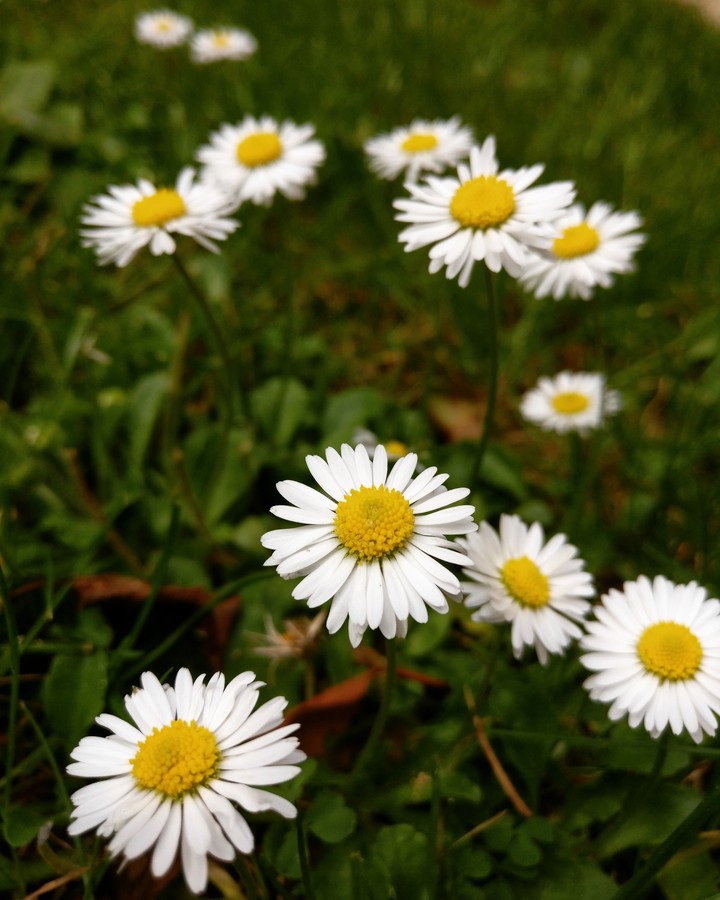 Flowers