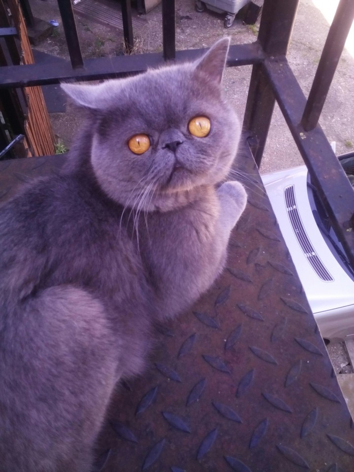 British Shorthair 4