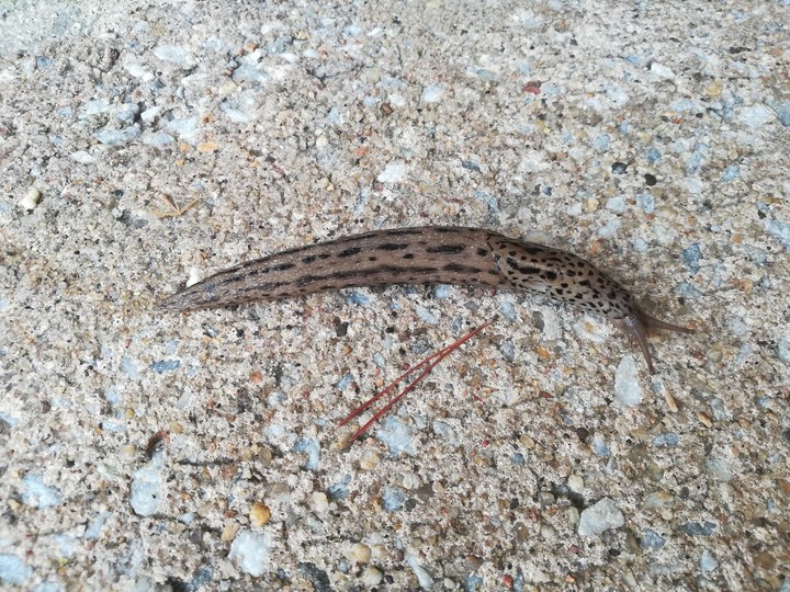 leech