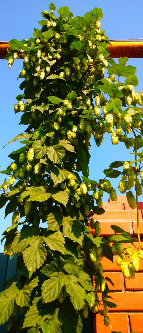 Humulus