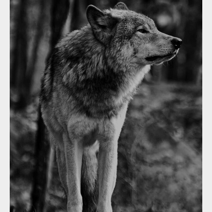 wildlifeinstingt