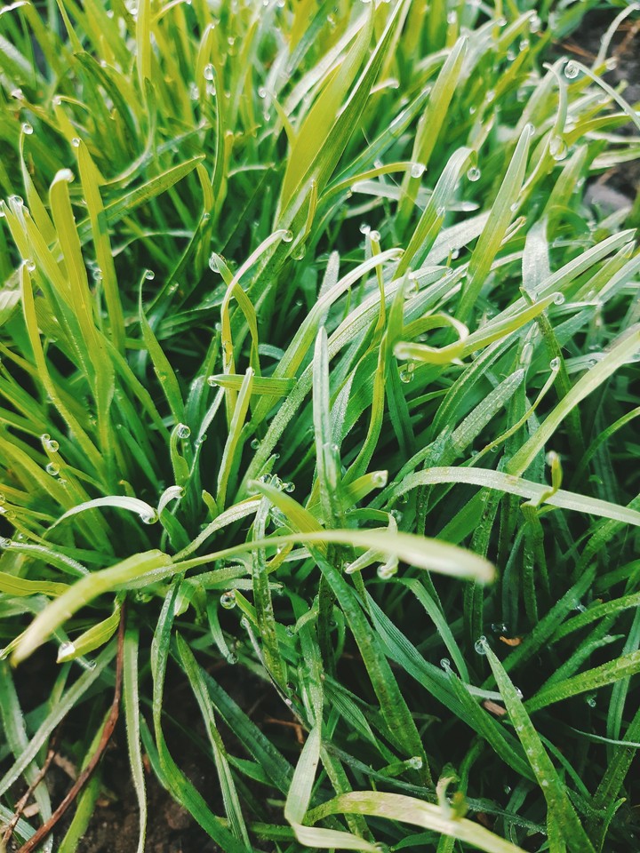 grass