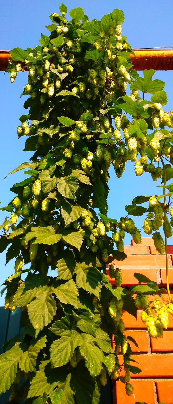 Humulus