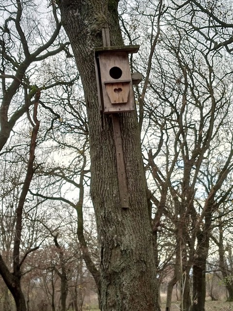 sfondi trunk, branch