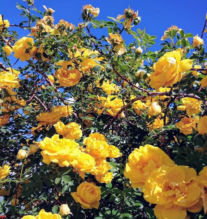Jaune rose musquée.