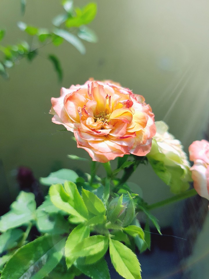 A Rose