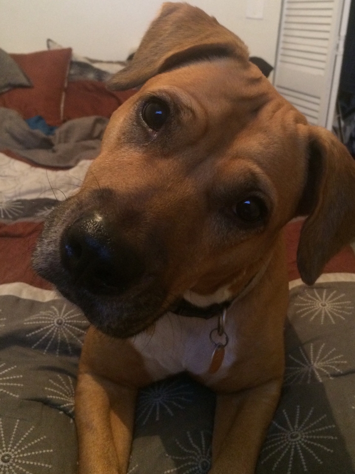our poochie named Saddie