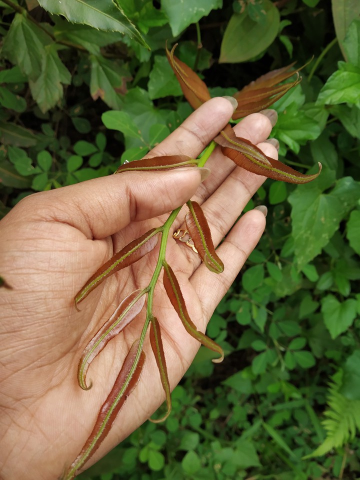 nature