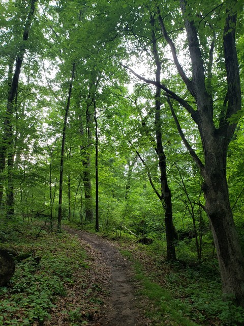 Forest 2