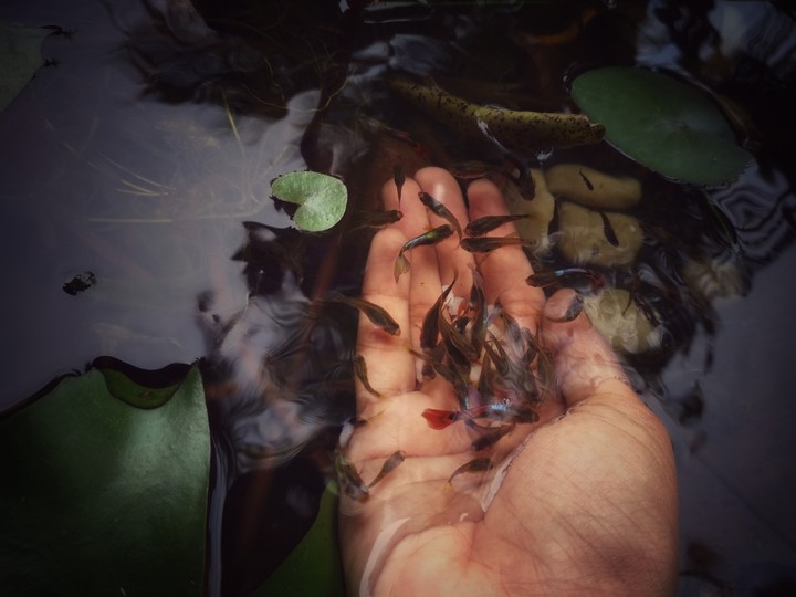 feeding fishes