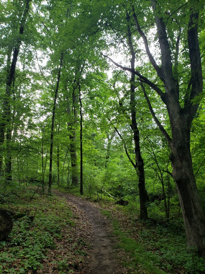 Forest 2
