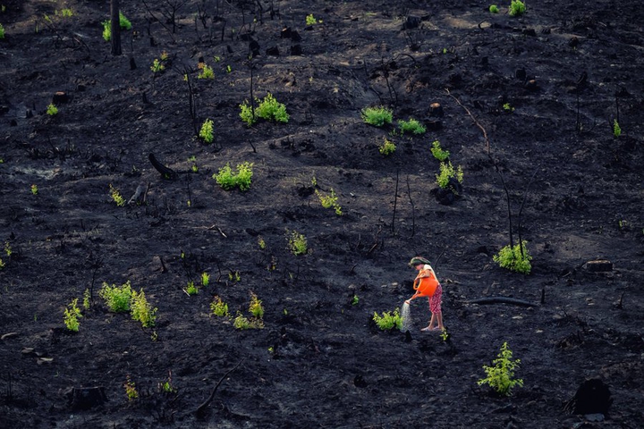 green after forest fire