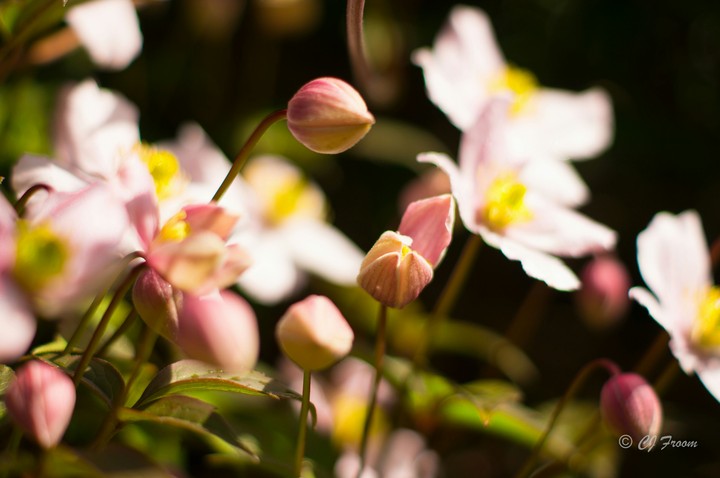 Spring Clemetis