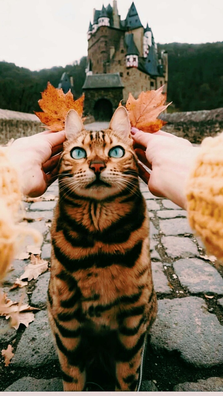 Lindo gatito