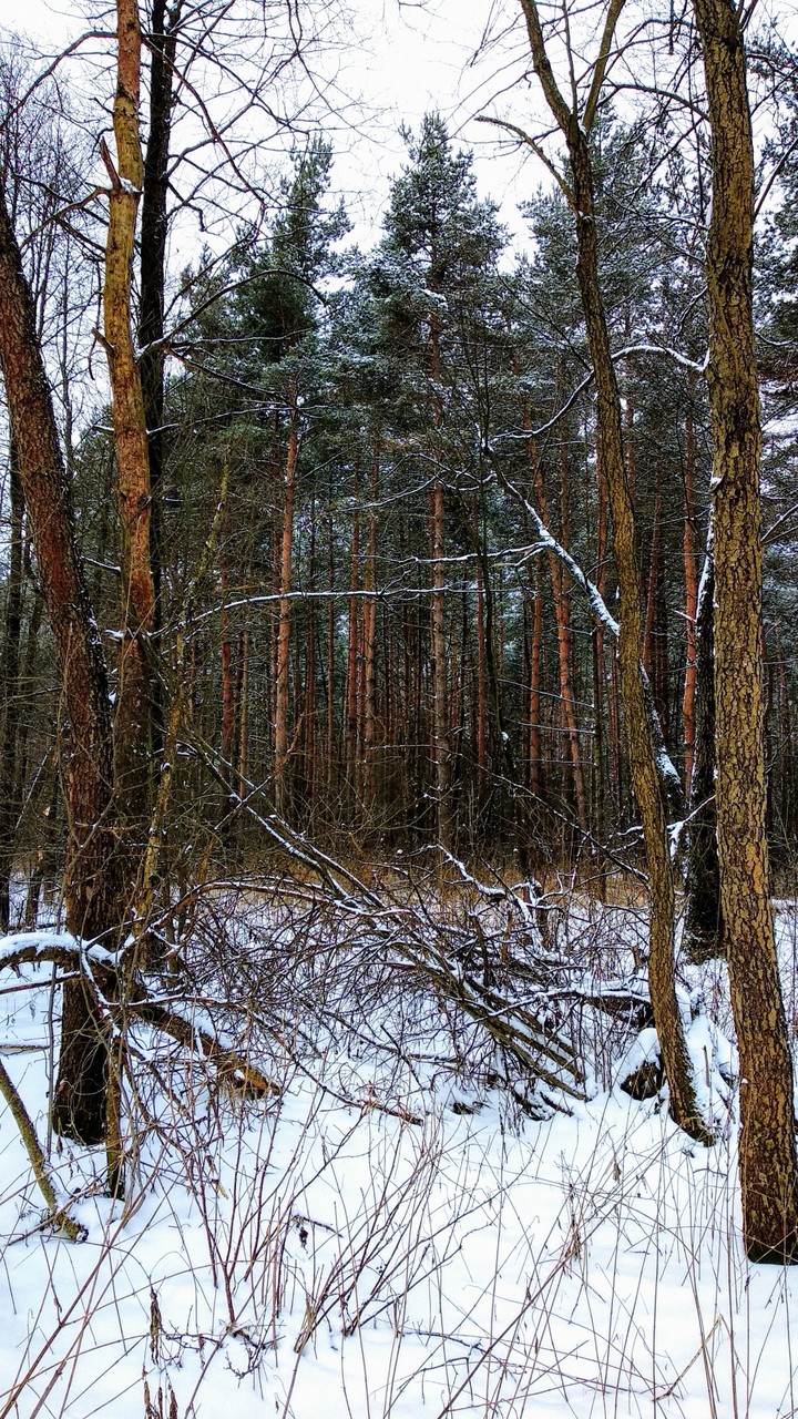 зимний лес
