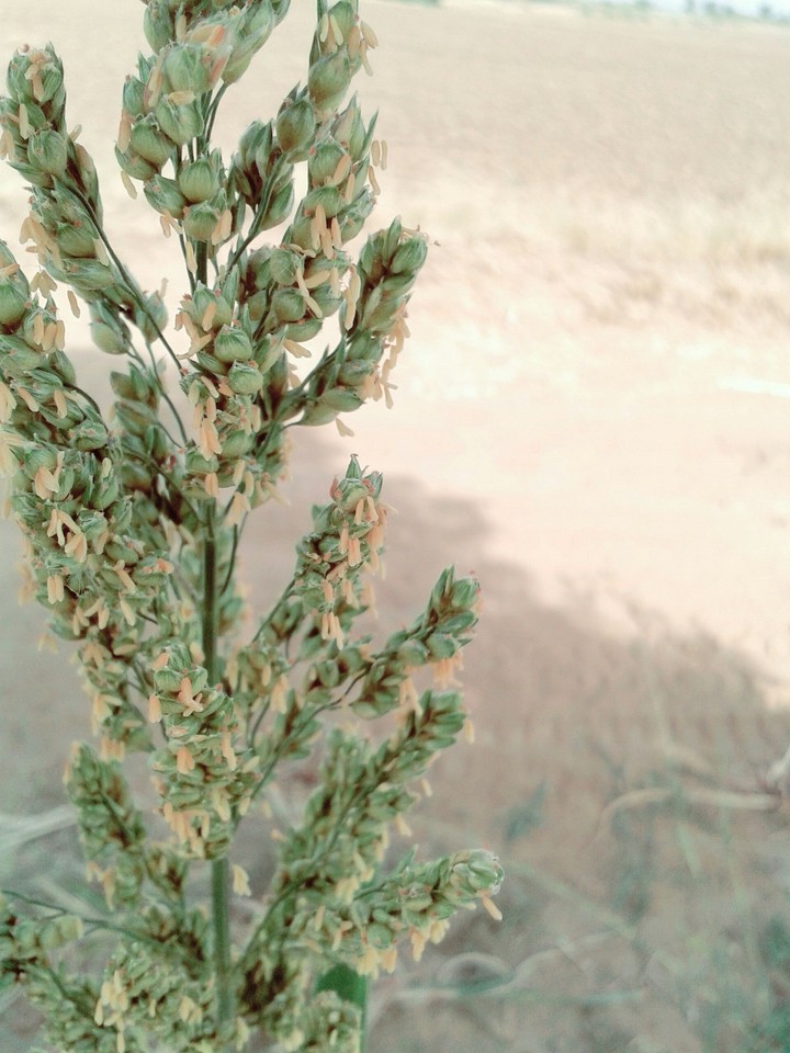 Bosada Plant