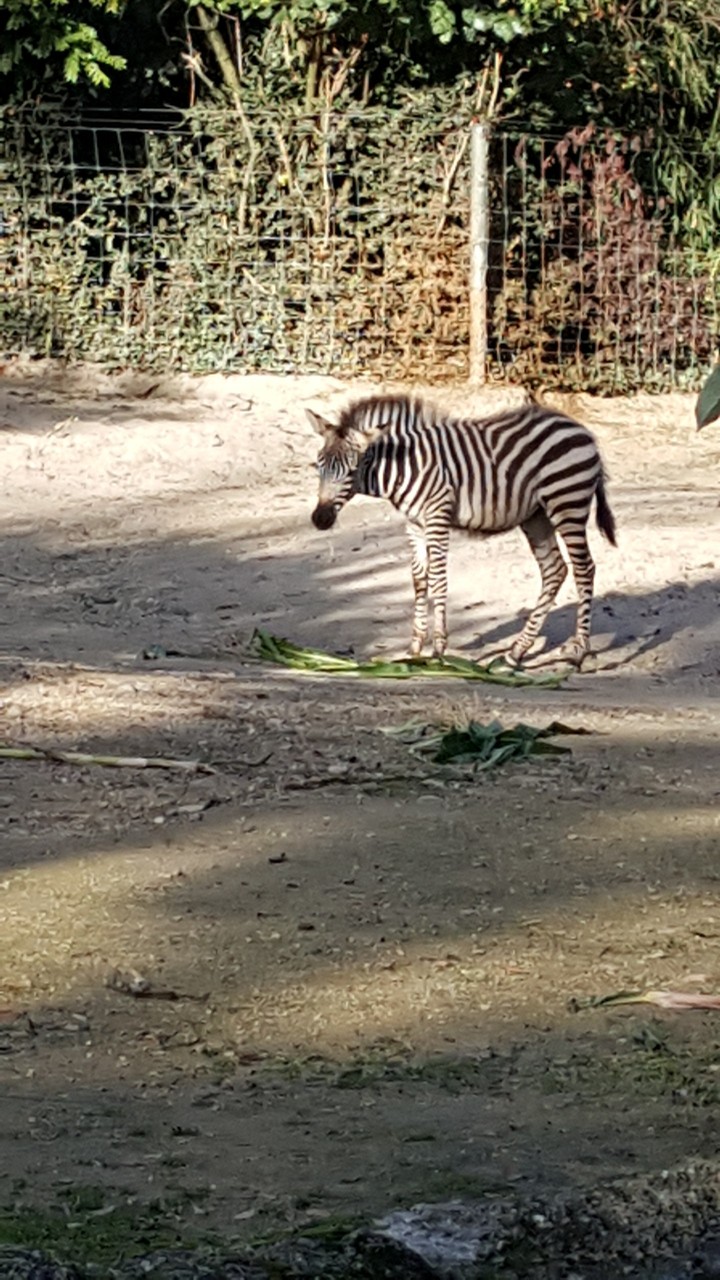 Zebra Baby