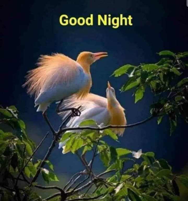 good night