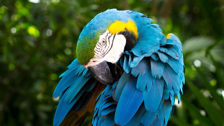 parrot