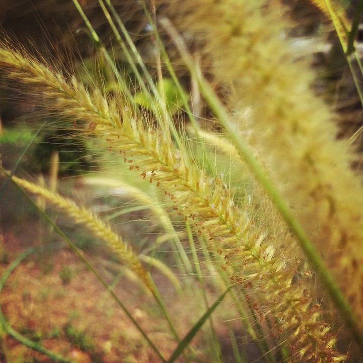 nature