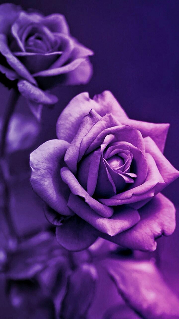 #flowers