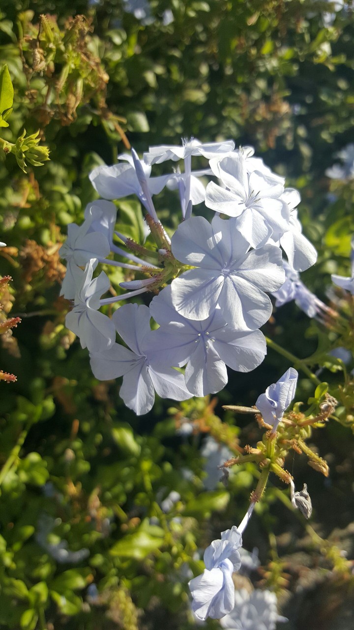 Fairy Flower