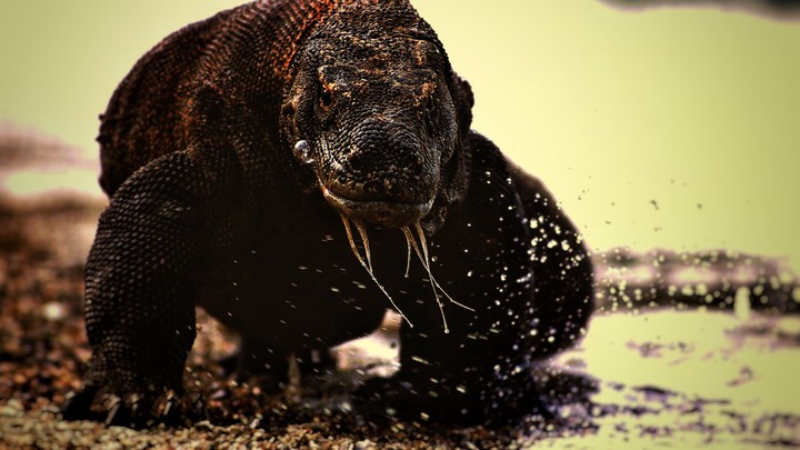 Komodo dragon