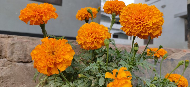 ফুল
