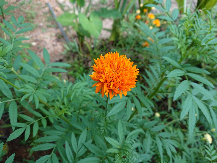 flower