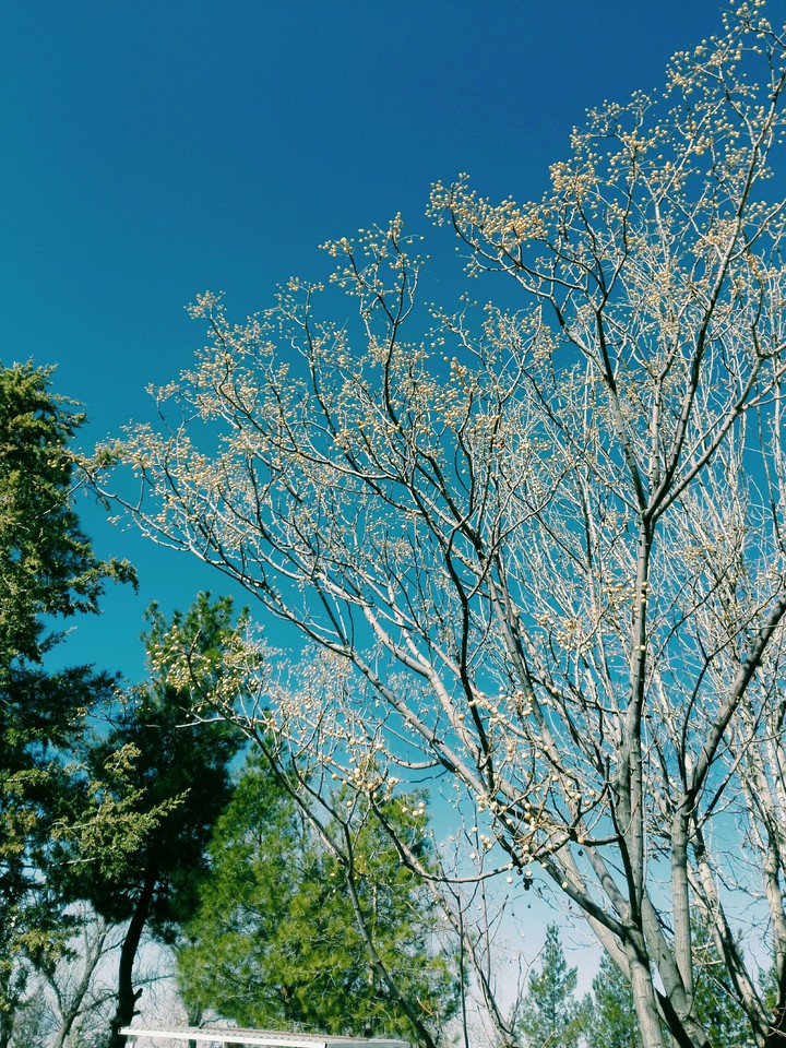 طبیعت
