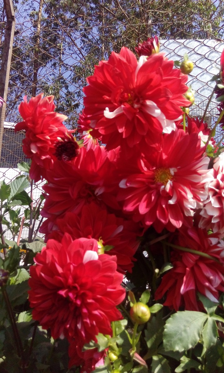 red flower