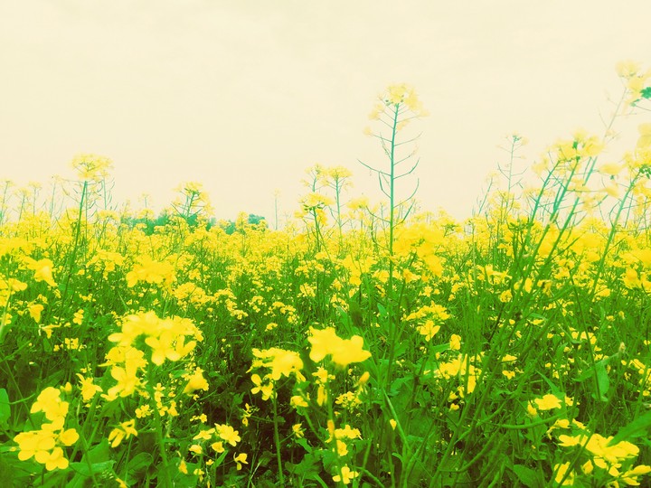 Yellow heaven