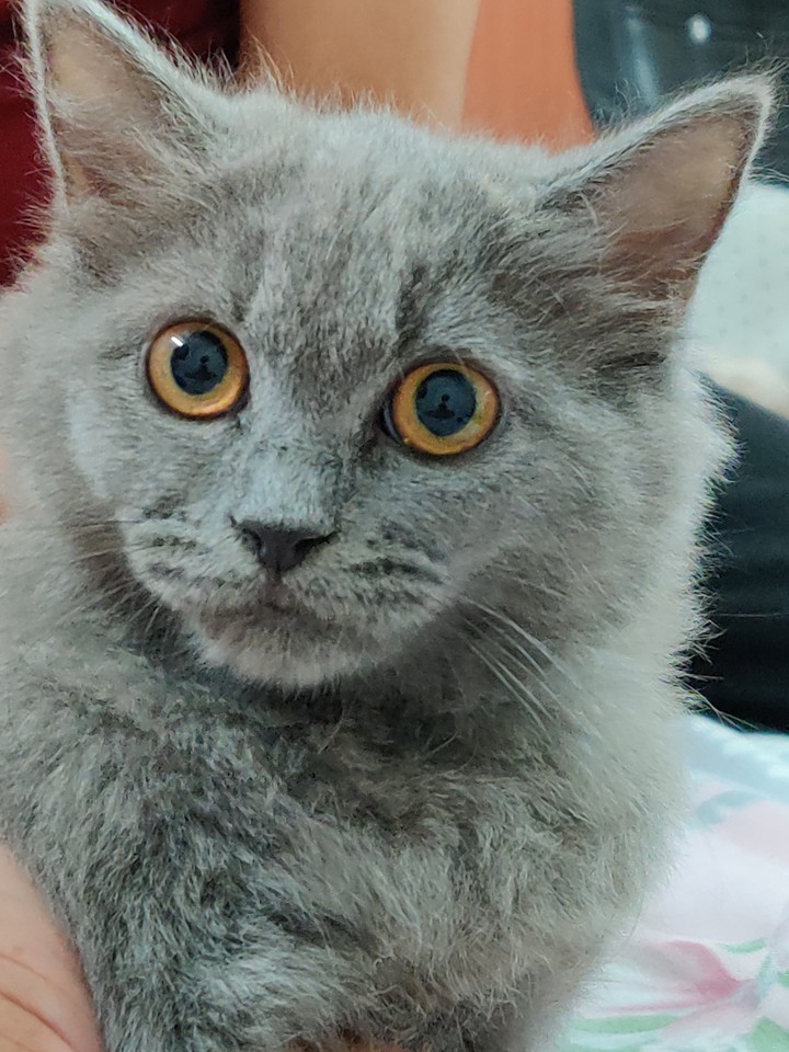 cat