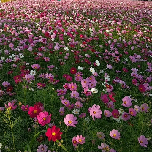 Floral Seas in Taiwan