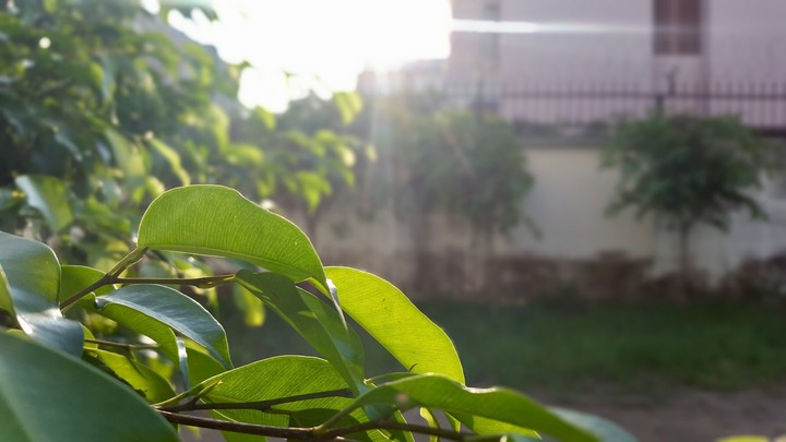 shine on the leaves