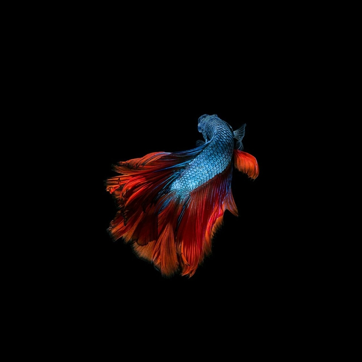 fish