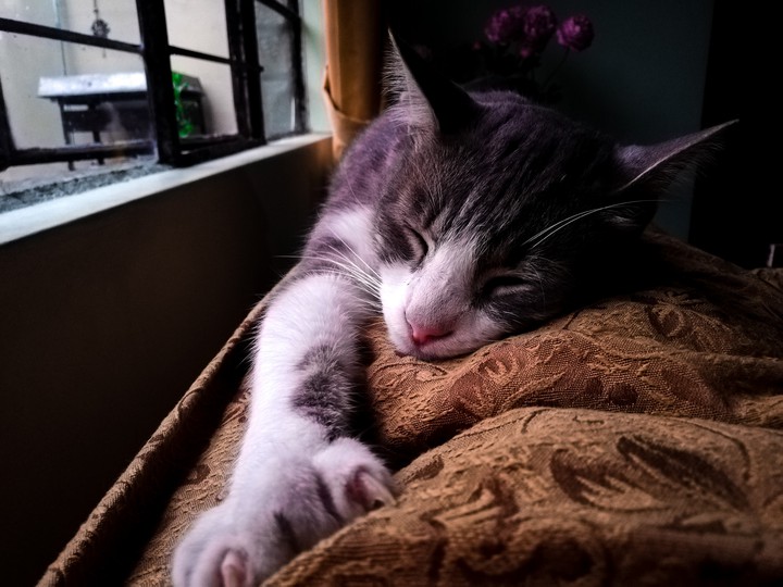 Durmiendo