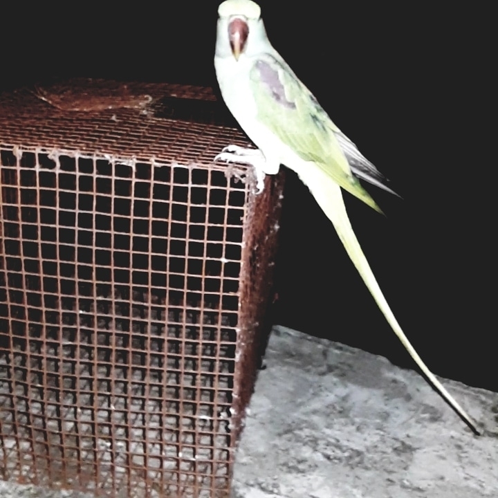 freedome