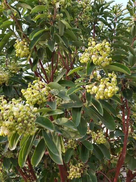 ταπετσαρίες flower, tree