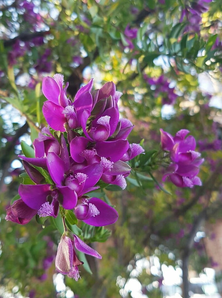 purple