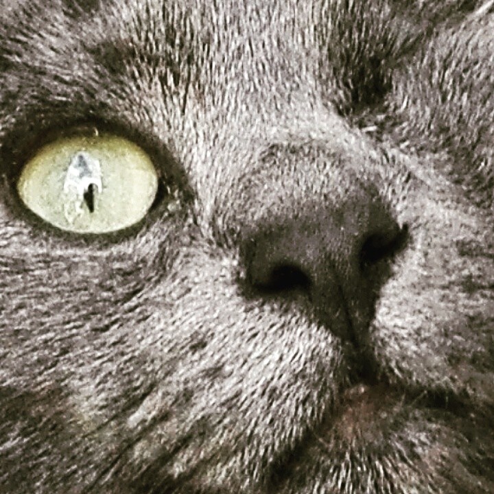 ozzzi