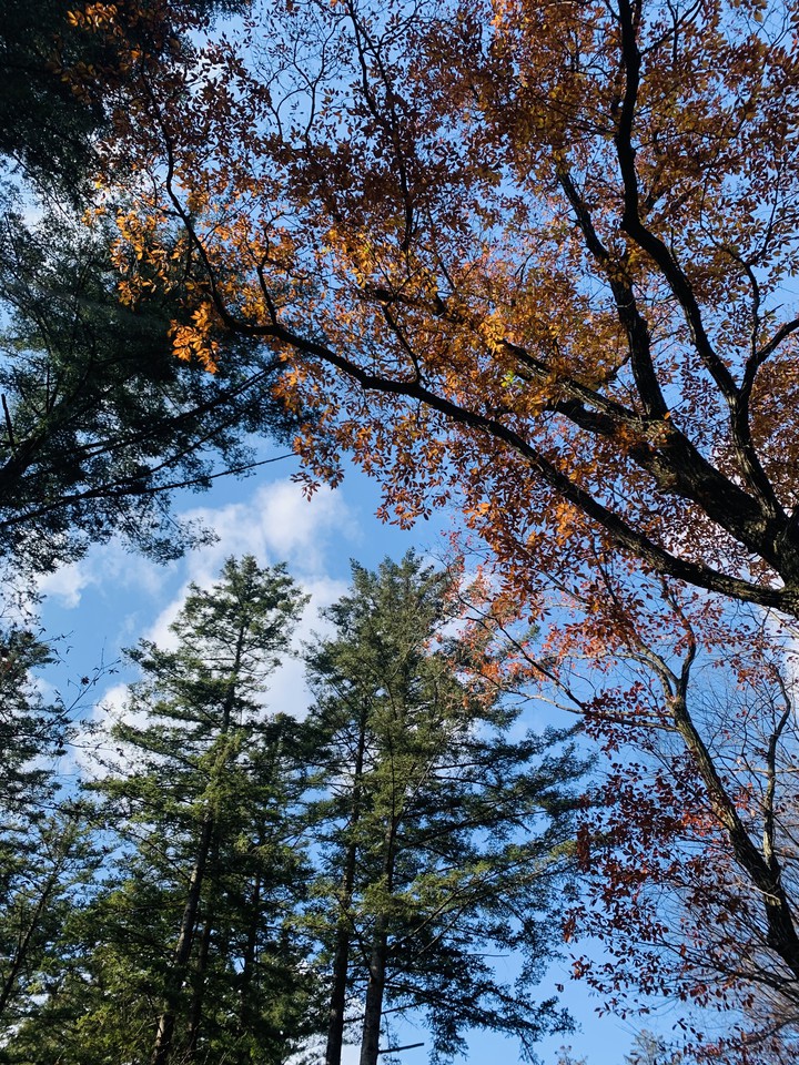 Autumn
