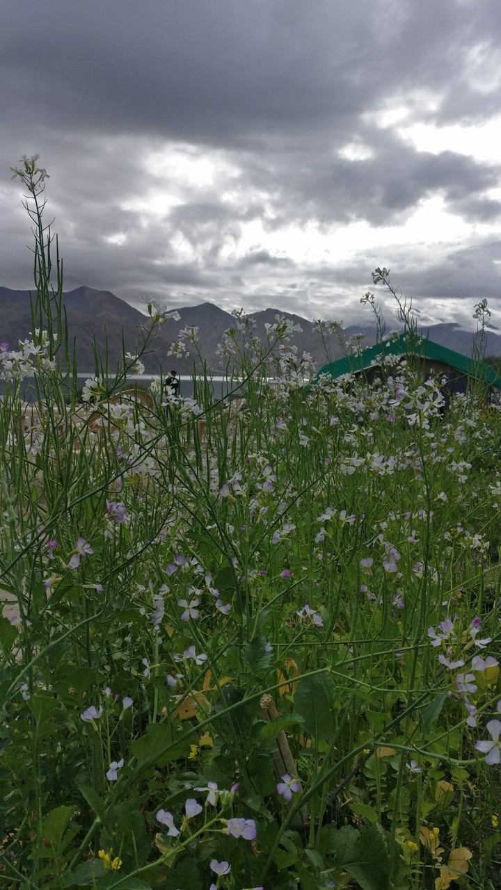 Pangong Tso, Ladakh India