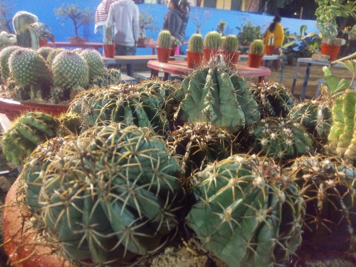 cactus Hdr