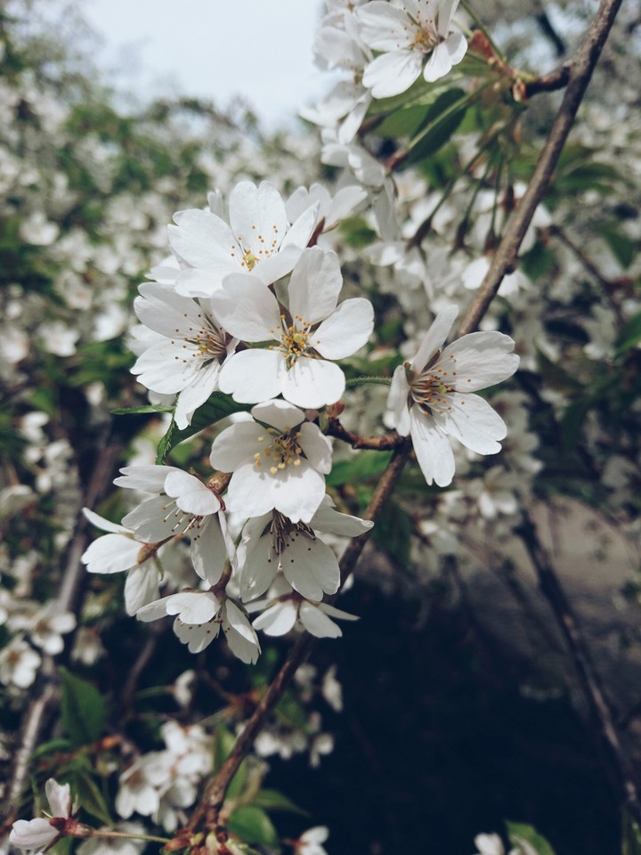 typical spring