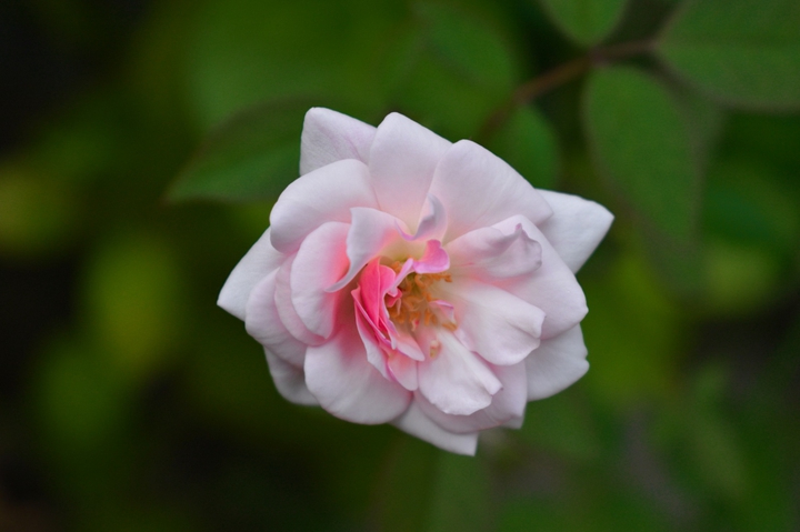 white rose