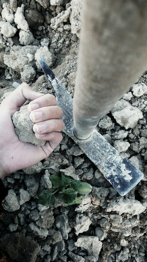 Arable Field